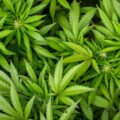 Ook gemakkelijk biologisch wiet kweken? Start met Startrex