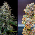 Cookies Gelato: voor THC-zoetekauwen die niet kunnen kiezen