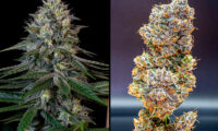 Cookies-Gelato