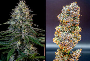 Cookies-Gelato