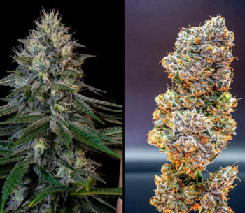 Cookies-Gelato