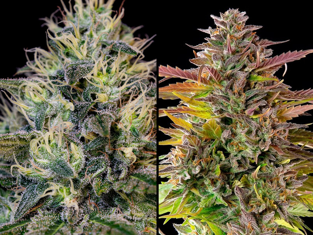 Cookies Gelato, hybride van Royal Queen Seeds