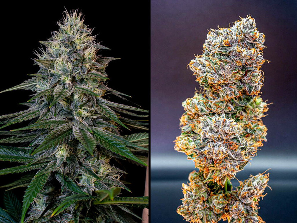 Cookies-Gelato