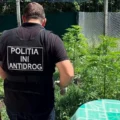 Cannabis foto’s • 6 beelden uit de oorlog tegen wiet (#100)