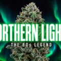 Hoe wietsoort 'Northern Lights' dankzij Nederland een klassieker werd