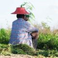 Thailand bestraft wietsmokkelaars voortaan (nog) harder