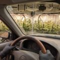 Crop steering bij cannabis: zo 'stuur' je wietplanten beter aan