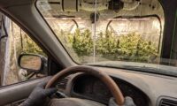 crop steering bij cannabis planten