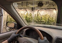 crop steering bij cannabis planten