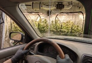 crop steering bij cannabis planten