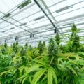 Hoe legalisering de cannabiswereld om zeep helpt