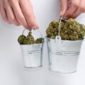 Onderzoek naar 2 biostimulanten levert 2,22 keer zoveel wiet op!