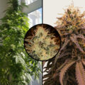 American Stafford: sterke sativa-hybride bijt van zich af met 25% THC