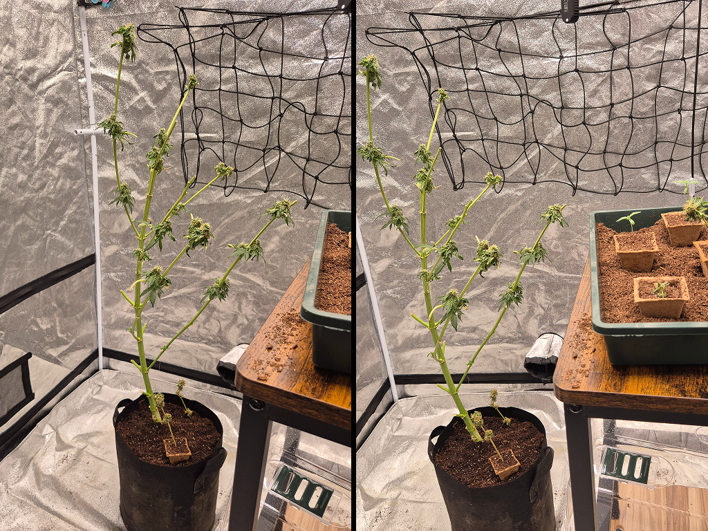 G13 revegging