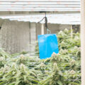LED kweeklamp kopen? Zoveel licht (PPF/PPFD) hebben wietplanten nodig