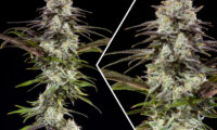 London-Pound-Cake