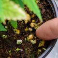 Nutrient lockout: hongerige wietplanten ondanks voldoende voeding