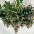 Dryback & gewasonderhoud (snoeien): dit is het effect op opbrengst en THC