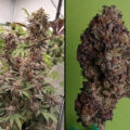 Super Banana Mango: citroentjesfris en hartig tegelijk + 30% THC