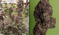 Super Banana Mango