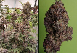 Super Banana Mango