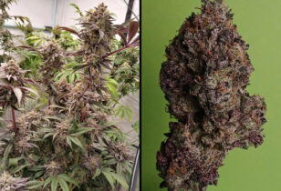Super Banana Mango