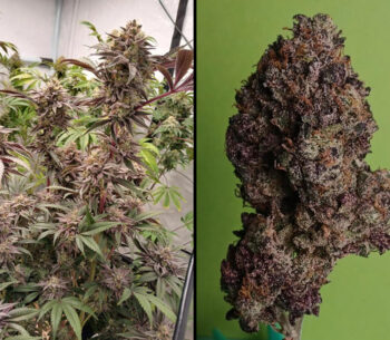 Super Banana Mango