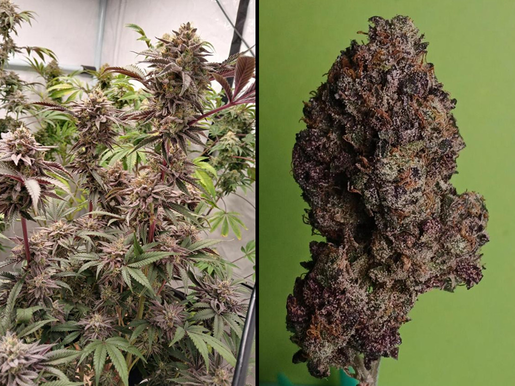 Super Banana Mango