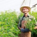 Hé boze boeren let op; legale wiet verhoogt aantal landbouw jobs!