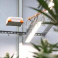 Cool! AI-kweekrobot Spyder hangt als een spin boven wietplanten