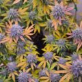Mr. Grow It: "Ik veranderde van mening over spoelen" (wij ook)