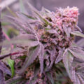 Blue Applez: nieuwe appelfrisse indica van Dutch Passion (tot 30% THC!)
