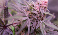Blue Applez wietsoort Dutch Passion