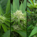 Buitenwiet test ’26 update #23: Erdbeer & Fruity Durban staan in bloei