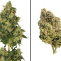 Skyrocket: indica-hoogvlieger met frisse grapefruit terpenen