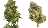 Skyrocket van Amsterdam Genetics