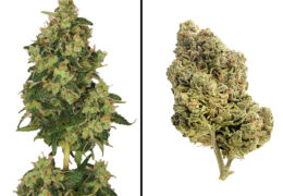 Skyrocket van Amsterdam Genetics