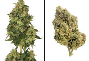 Skyrocket van Amsterdam Genetics