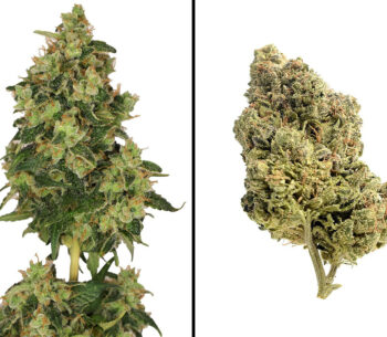 Skyrocket van Amsterdam Genetics