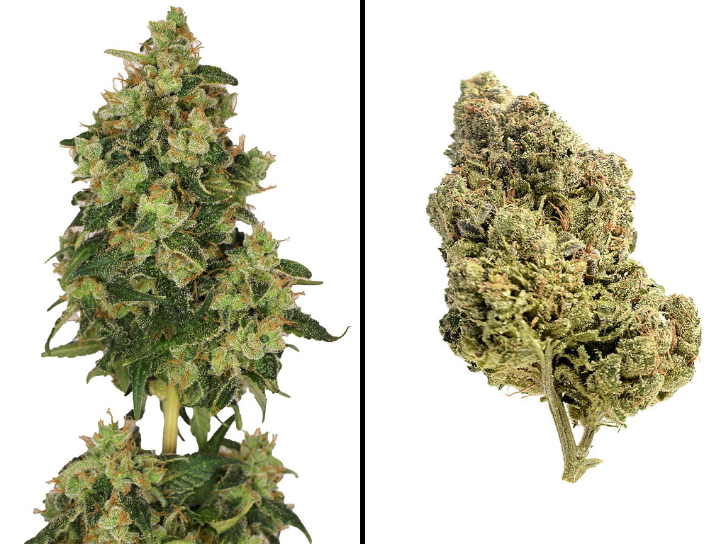 Skyrocket van Amsterdam Genetics