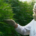 Studie: aarde bepaalt mede cannabinoïden- en terpenengehaltes in cannabis