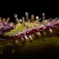 Oogstmoment: slaperig effect amberkleurige trichomen niet bewezen