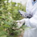 Dr. Bruce Bugbee helpt cannabis 'bro science' om zeep