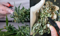 effect nat vs droog knippen op terpenen