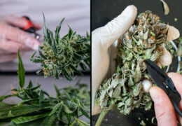 effect nat vs droog knippen op terpenen