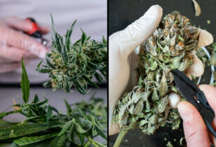 effect nat vs droog knippen op terpenen