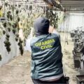 Kijk, ondergrondse wietplantage in 5 gekoppelde zeecontainers!