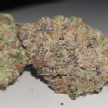 Auto Slush Mint Cake (ASMC): compacte autoflower met éxtra veel THC