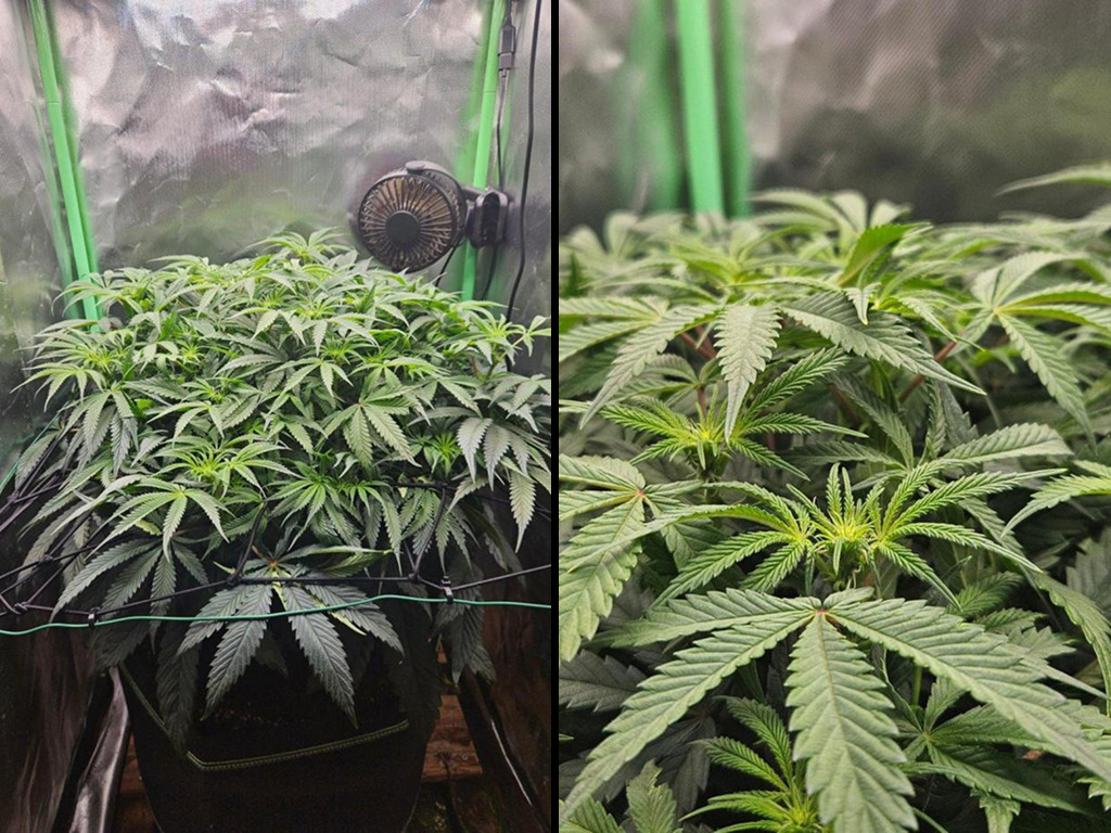 de indica Auto Slush Mint Cake