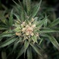 Silicium (Si) onderzocht: dit doet het wel en niet met wietplanten